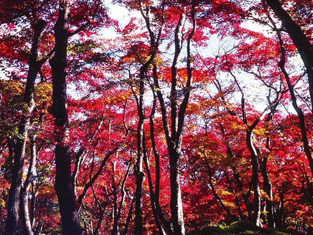 Gora Hanaougi Hakone Esterno foto