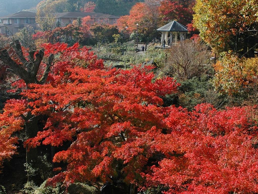 Gora Hanaougi Hakone Esterno foto